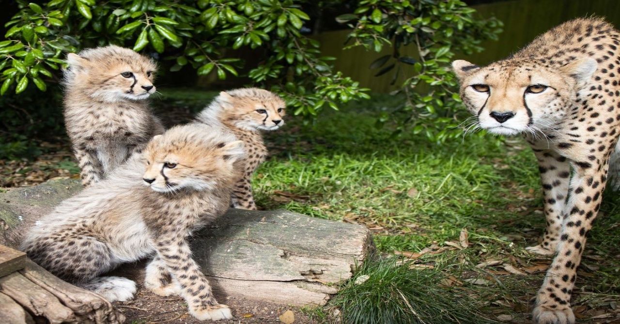 Northern Cheetahs at Fota Wildlife Park